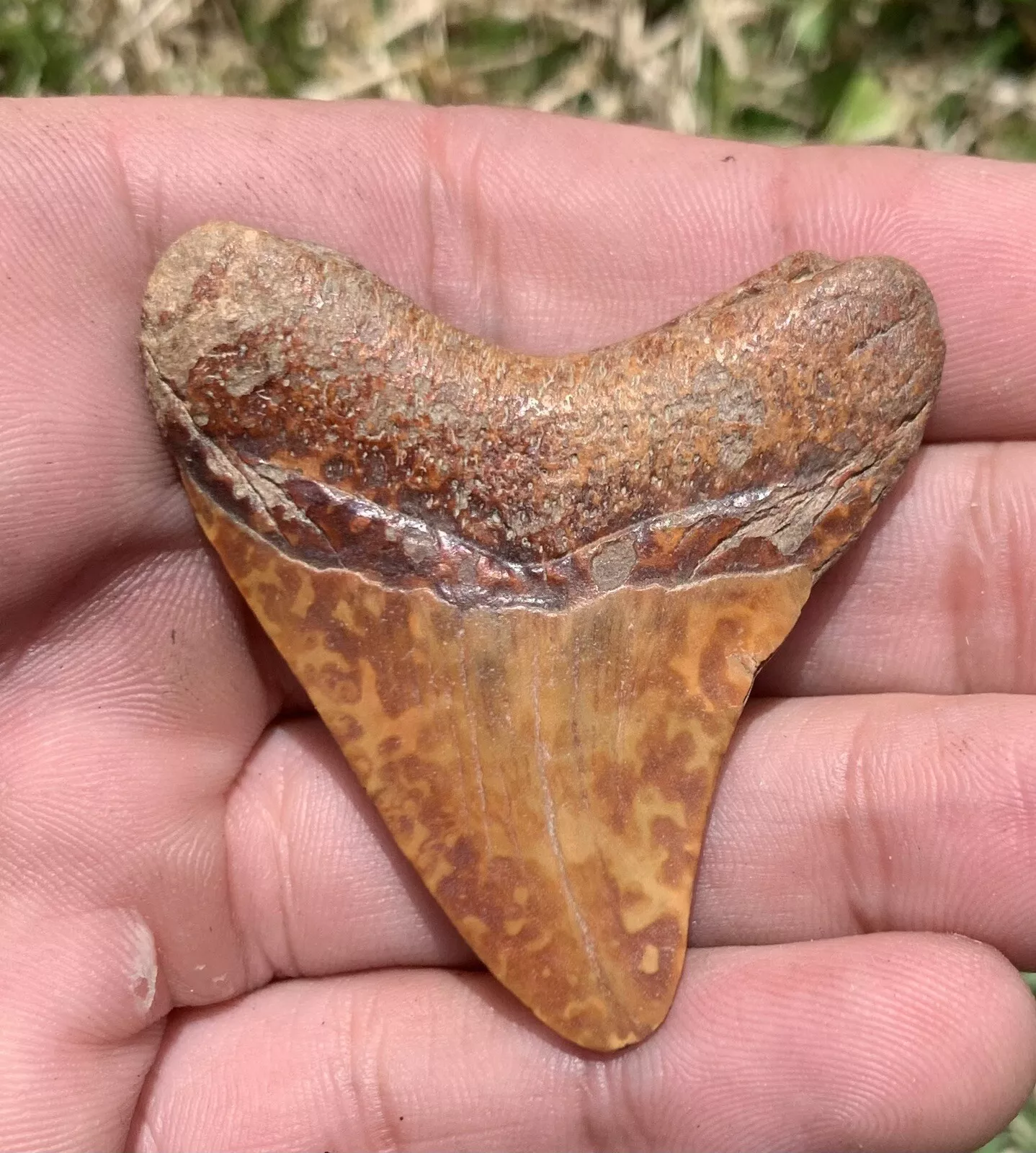 2” Otodus Megalodon - Virginia