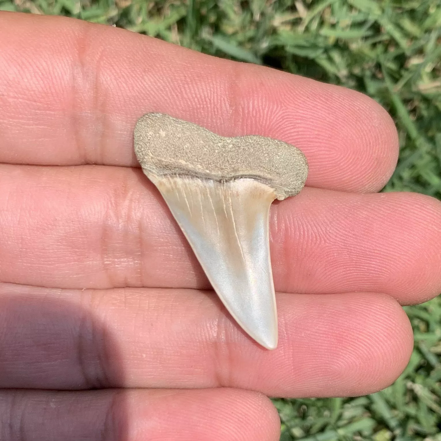 1.48” Carcharodon hastalis - Virginia