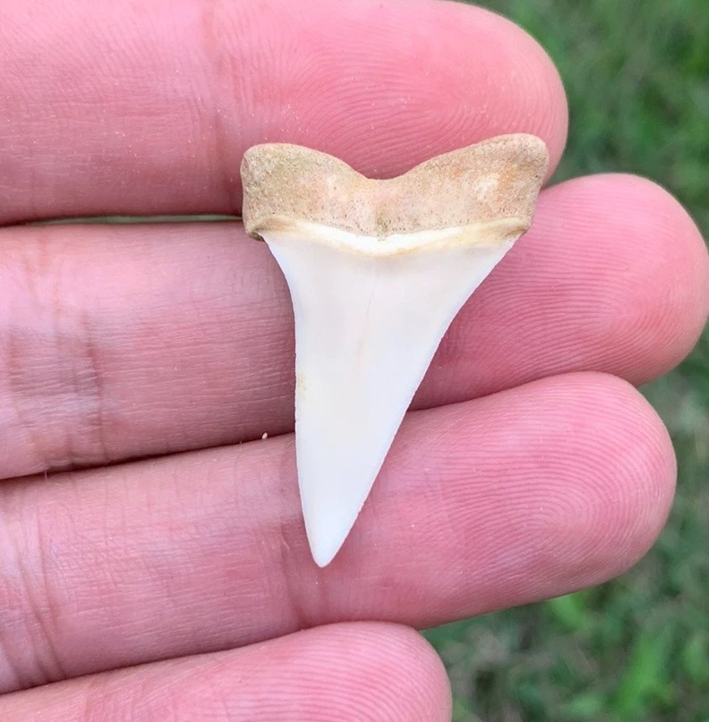 Fossil Carcharodon hastalis - Bakersfield California