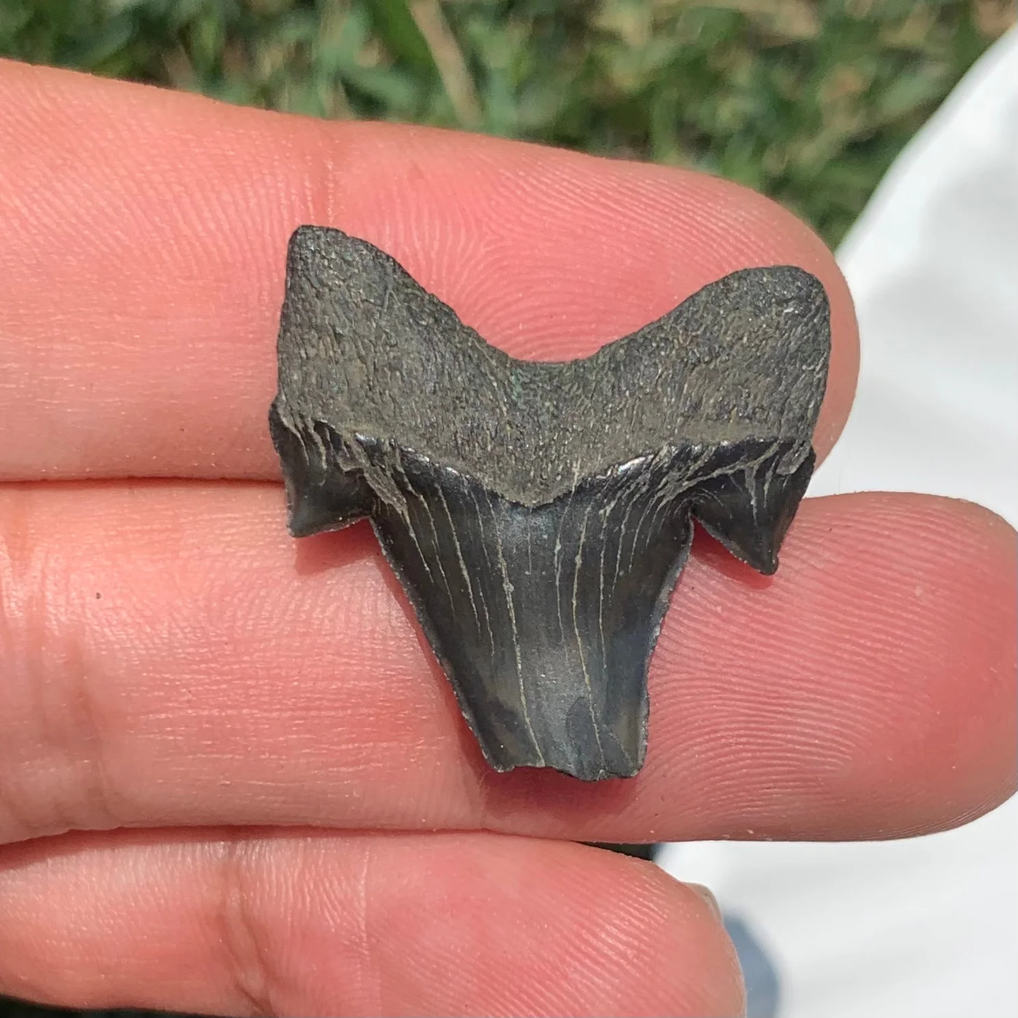 Otodus obliquus - Maryland