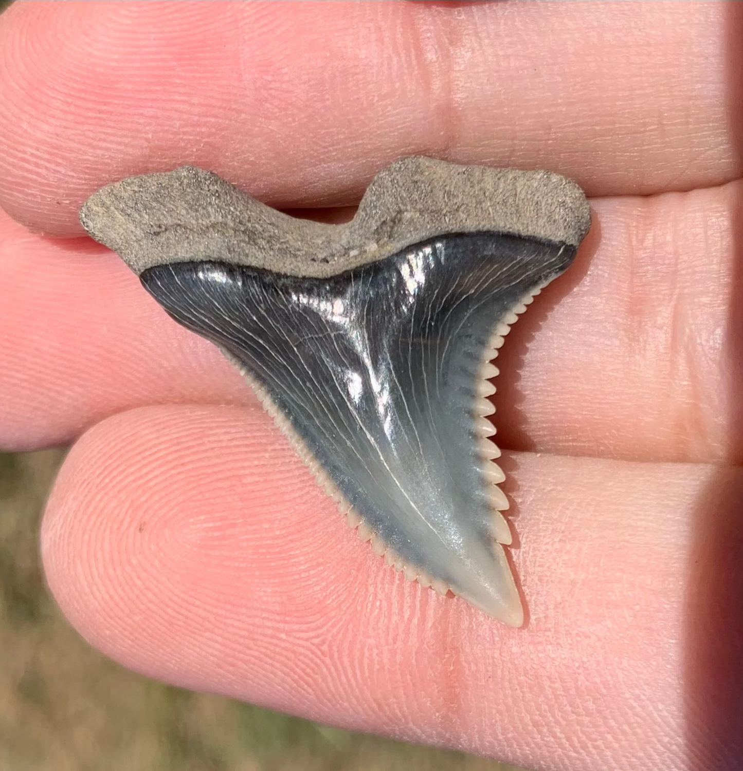 1.29”. Hemipristis serra Shark tooth - Virginia