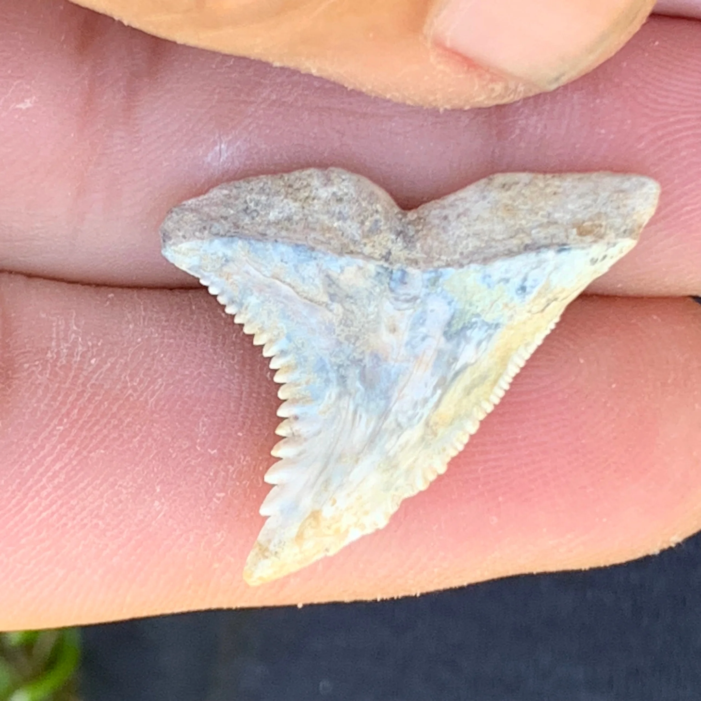 1.2” Hemipristis serra Shark Tooth - Virginia