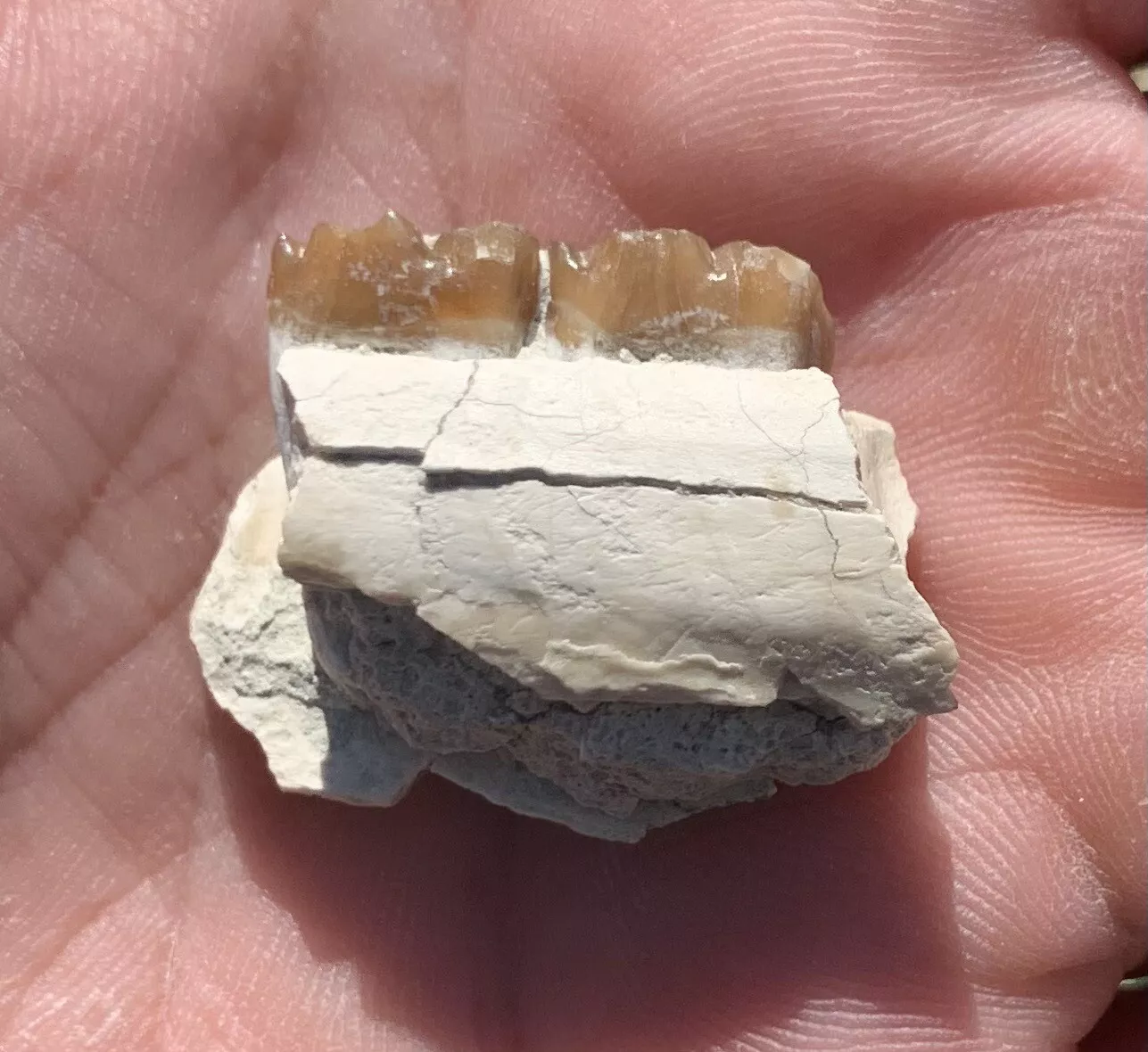 Fossil Horse Jaw With Teeth, Mesohippus