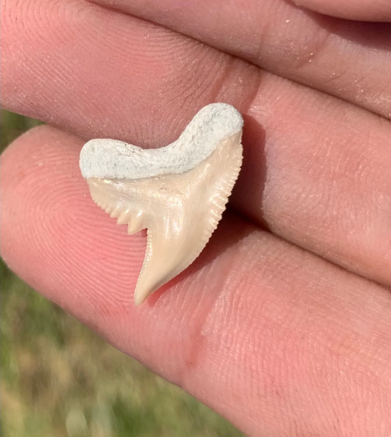Physogaleus contortus - Lee Creek Mine