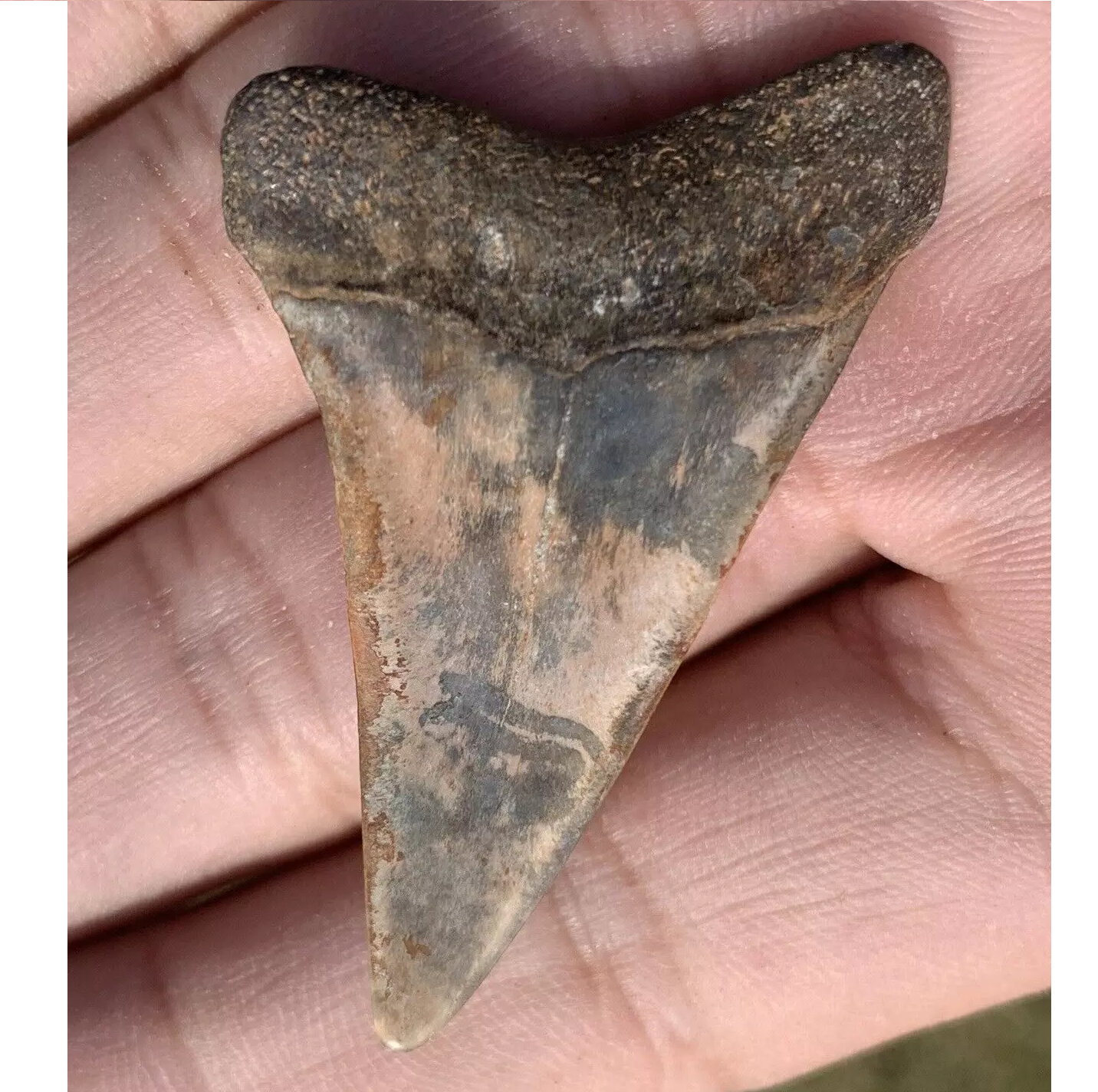1.87” Carcharodon hastalis - Virginia