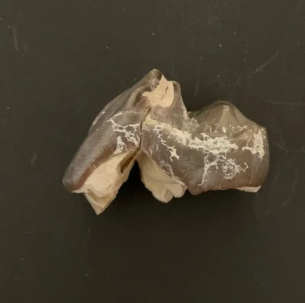 Titanothere Upper Molar Tooth