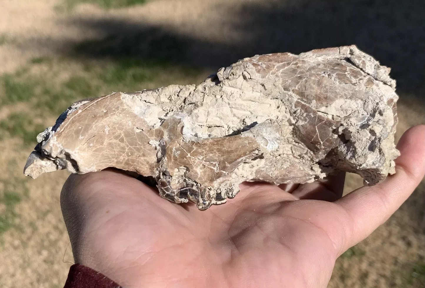 Daphoenus Bear Dog Skull