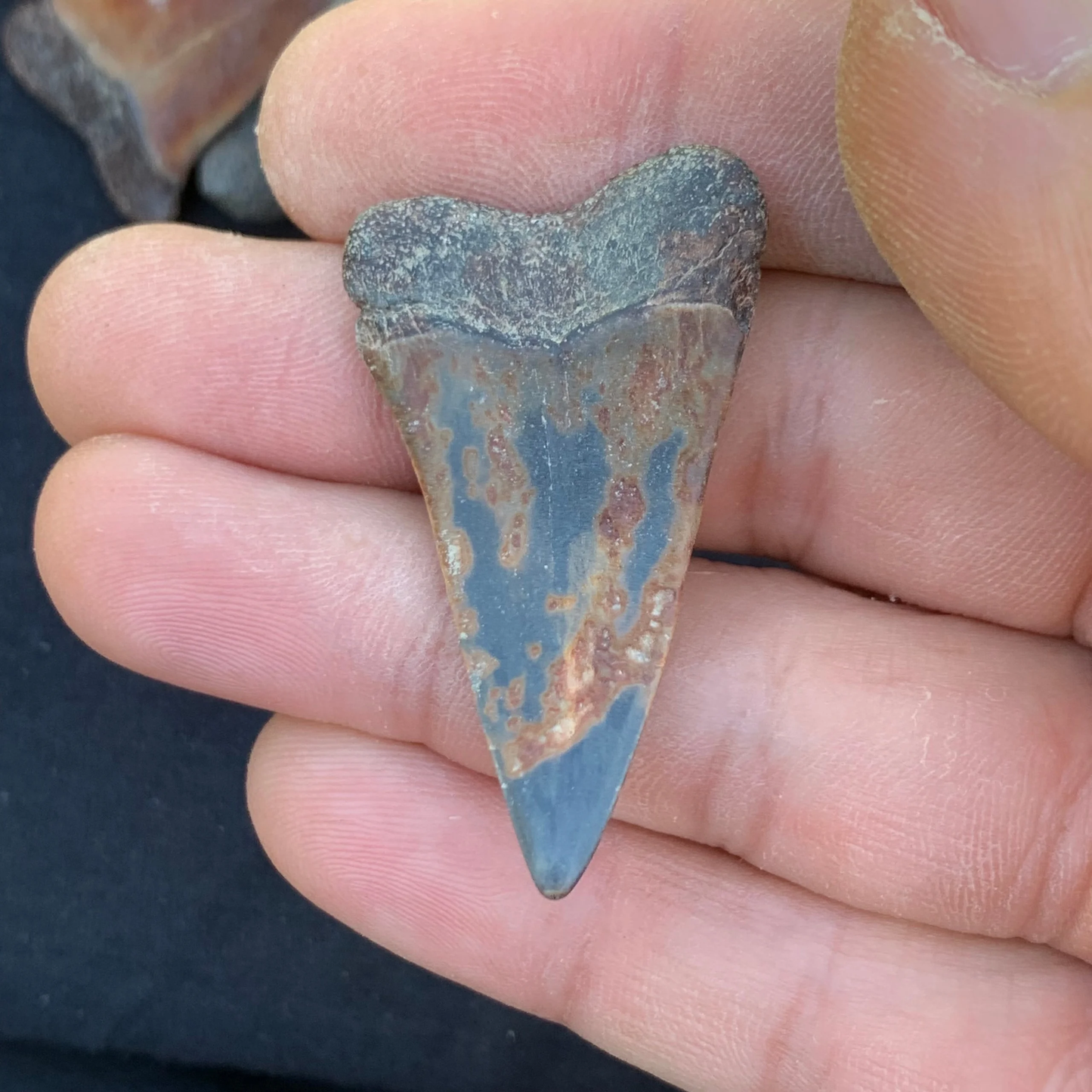 1.74” Carcharodon hastalis - Virginia