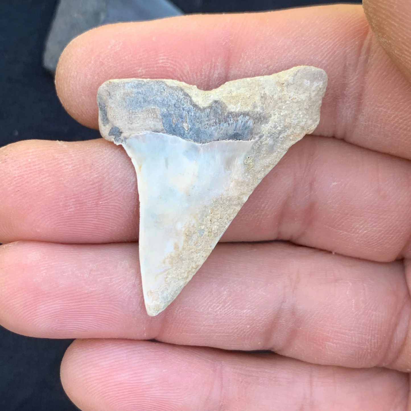 1.72” Carcharodon hastalis - Virginia