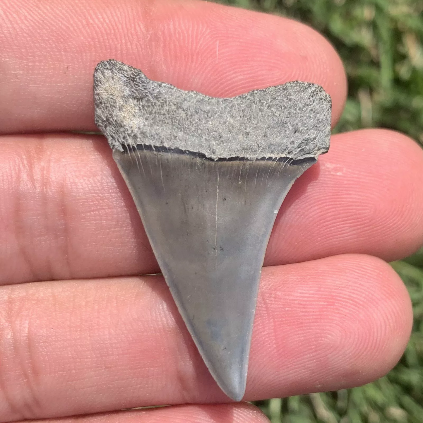 1.64” Carcharodon hastalis - Virginia