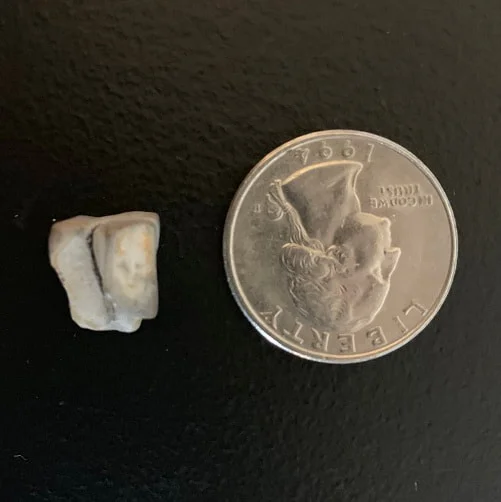 Triceratops Tooth From The Hell Creek Formation Of South Dakota