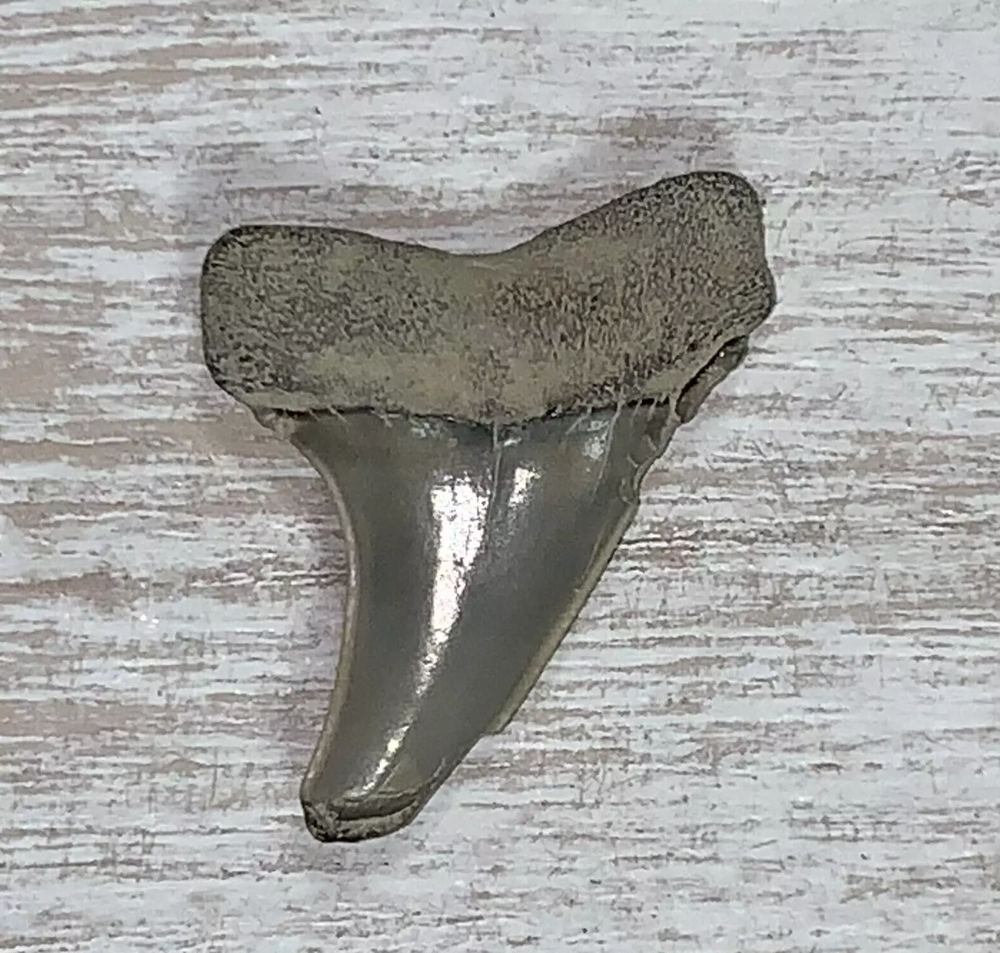 1.4" Carcharodon hastalis - Virginia