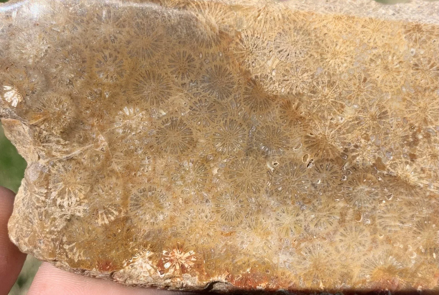 Polished agatized Fossil Coral from Indonesia, Slab, Slice
