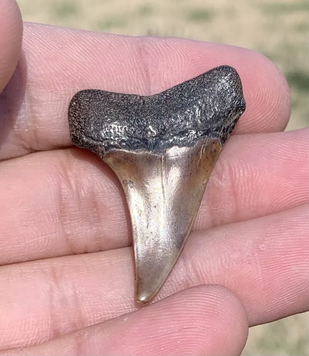 1.52" Carcharodon hastalis - Virginia