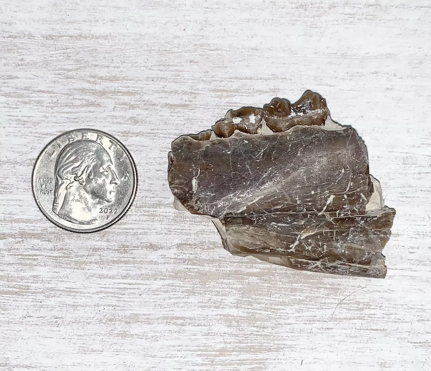 Fossil Oreodont Lower Jaw Section With Teeth