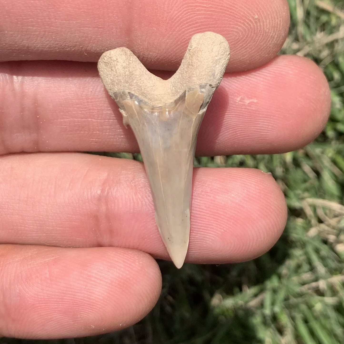 1.4" Hemipristis serra - Virginia