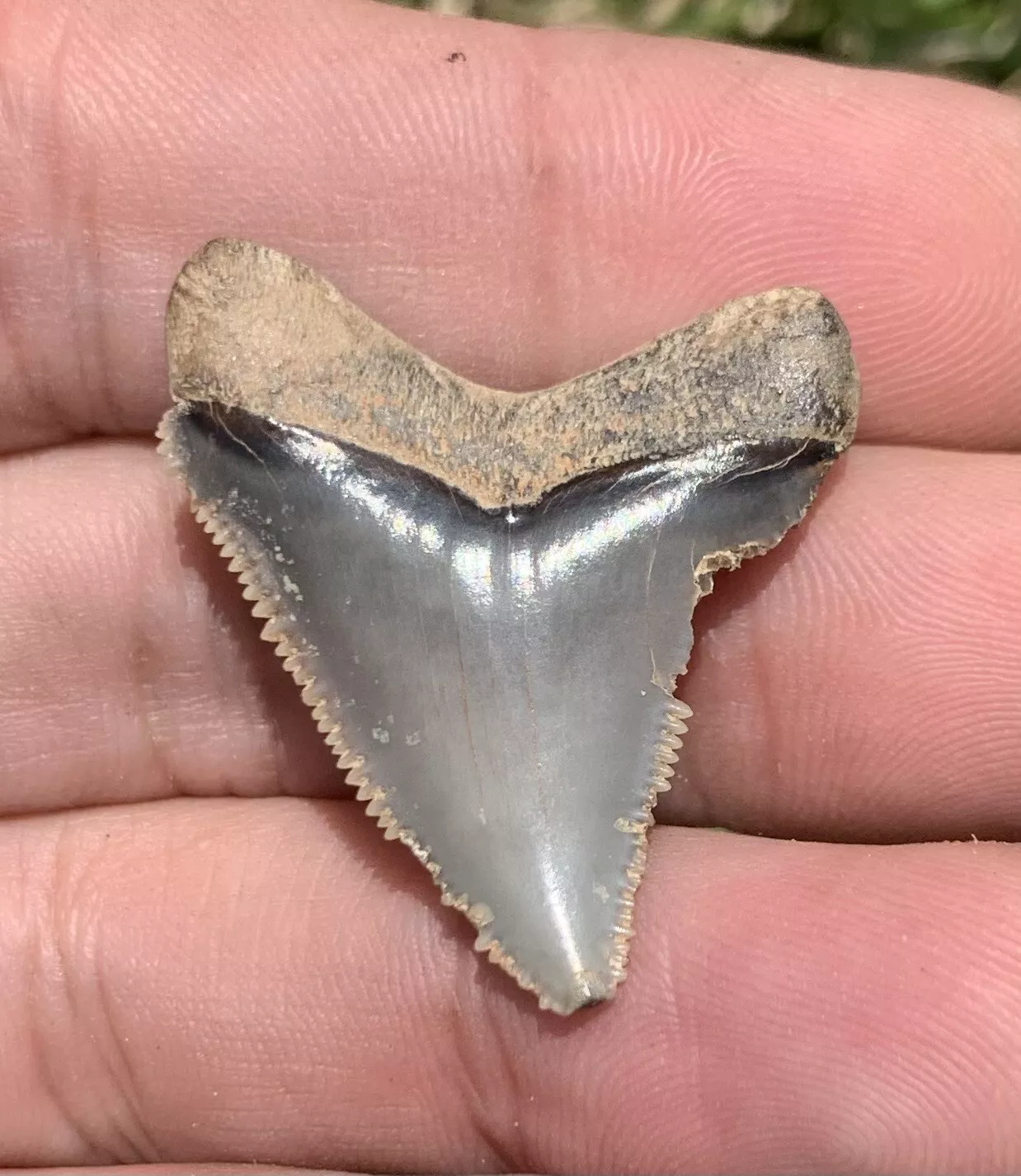 1.32” Otodus Megalodon - Maryland