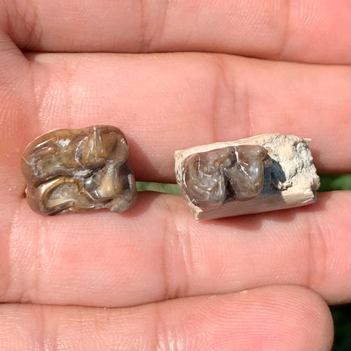 Fossil Horse Upper and Lower teeth, Mesohippus