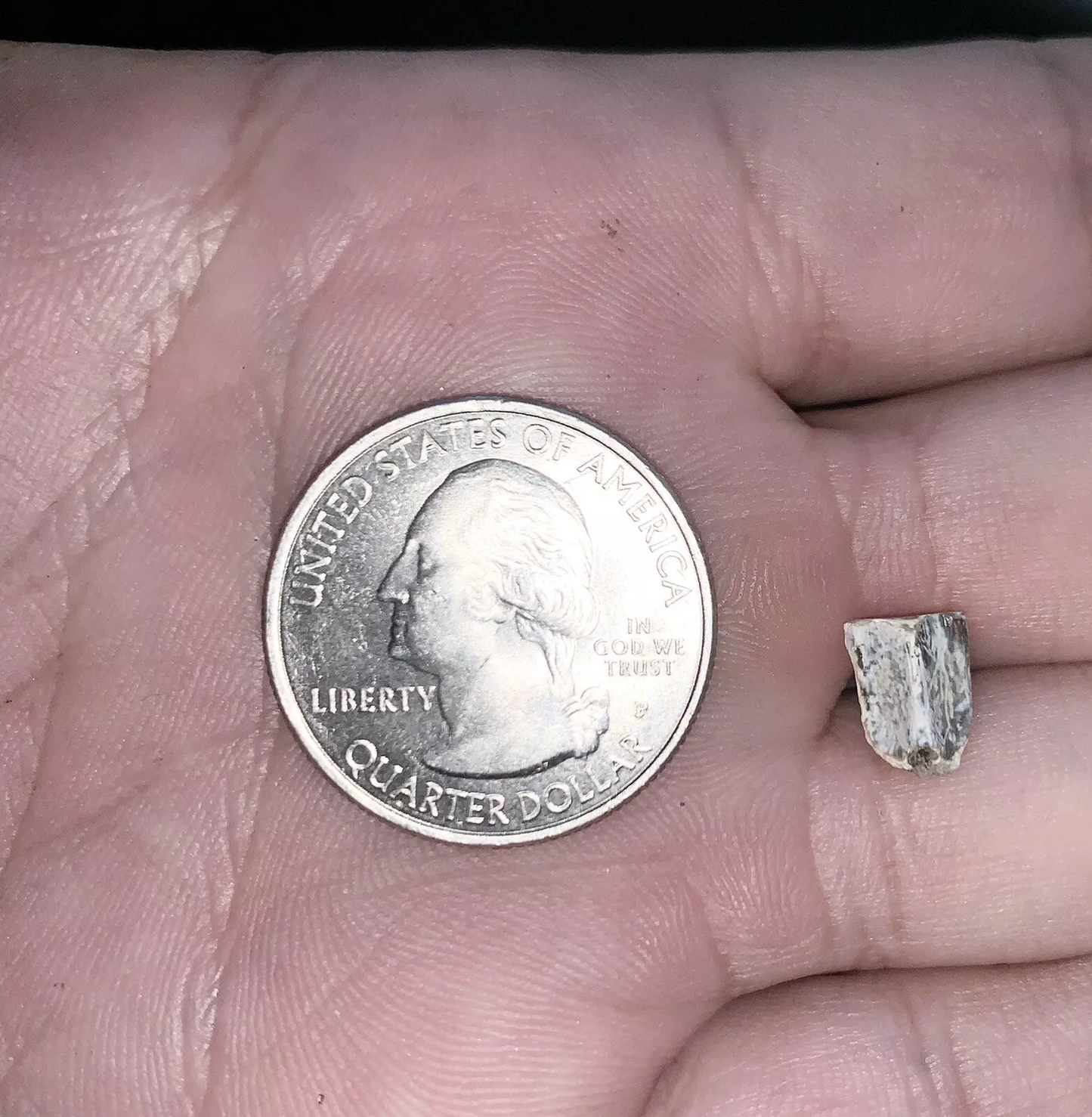 Edmontosaurus Dinosaur Tooth, Hell Creek Formation SD, Hadrosaur, Duck-billed