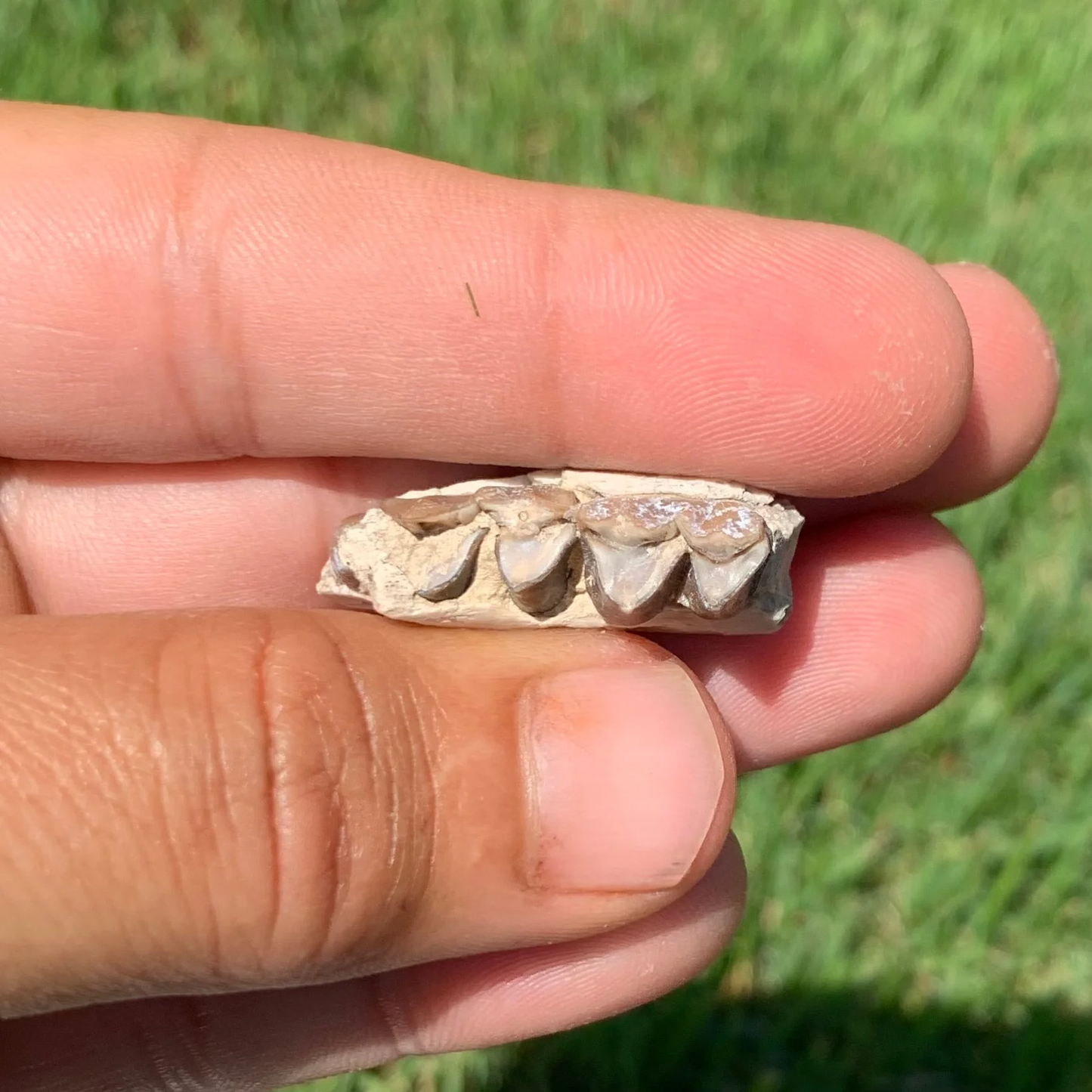 Nice camel jaw section, Poebrotherium