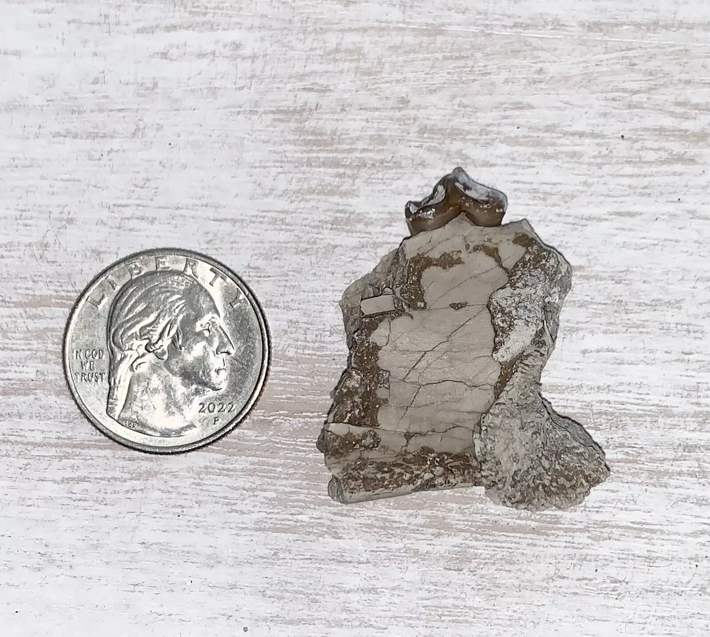 Fossil Oreodont Lower Jaw Section With Tooth