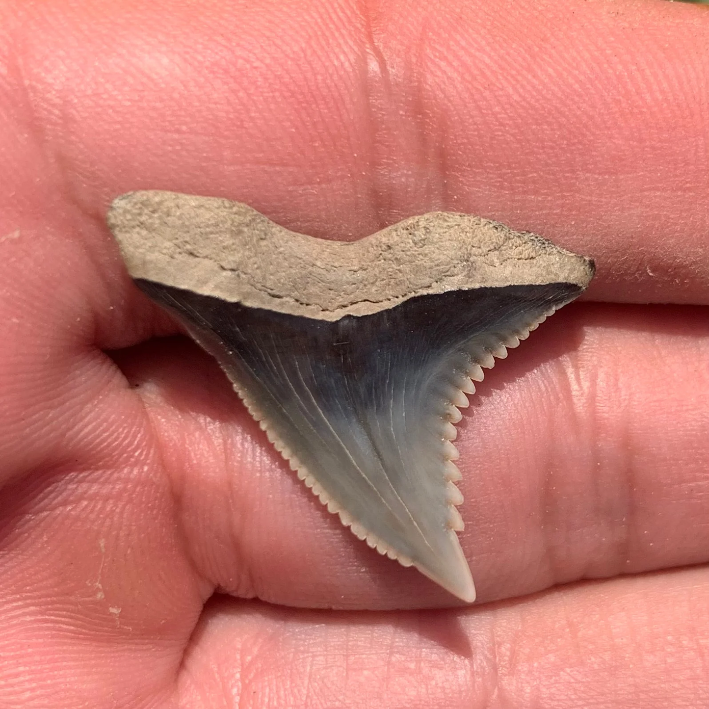 1.17” Hemipristis serra Shark Tooth - Virginia