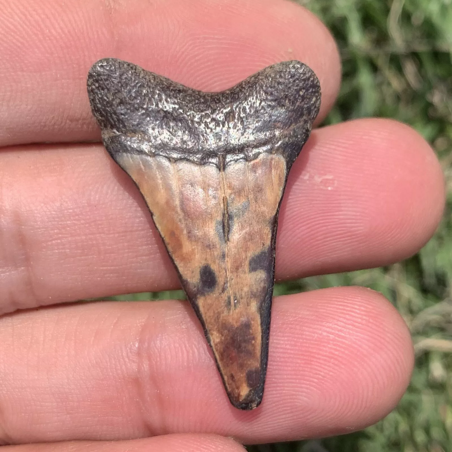 1.5” Carcharodon hastalis - Virginia