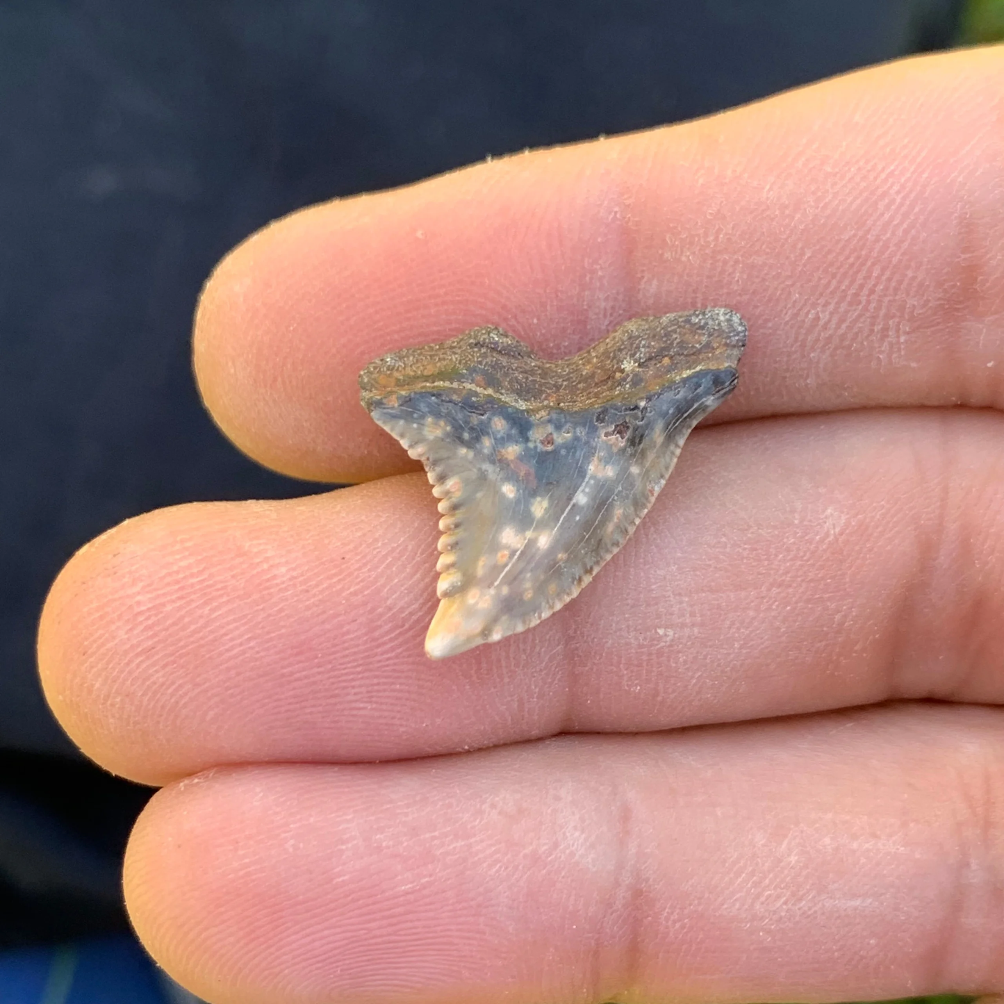 1” Hemipristis serra Shark Tooth - Virginia