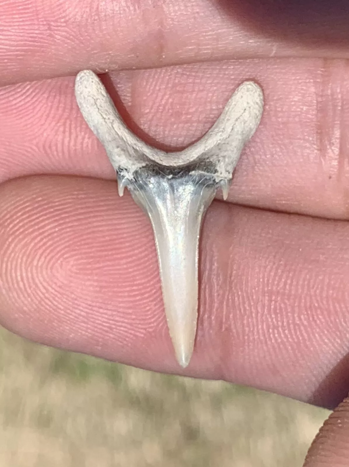 Carcharias cuspidata - Lee Creek