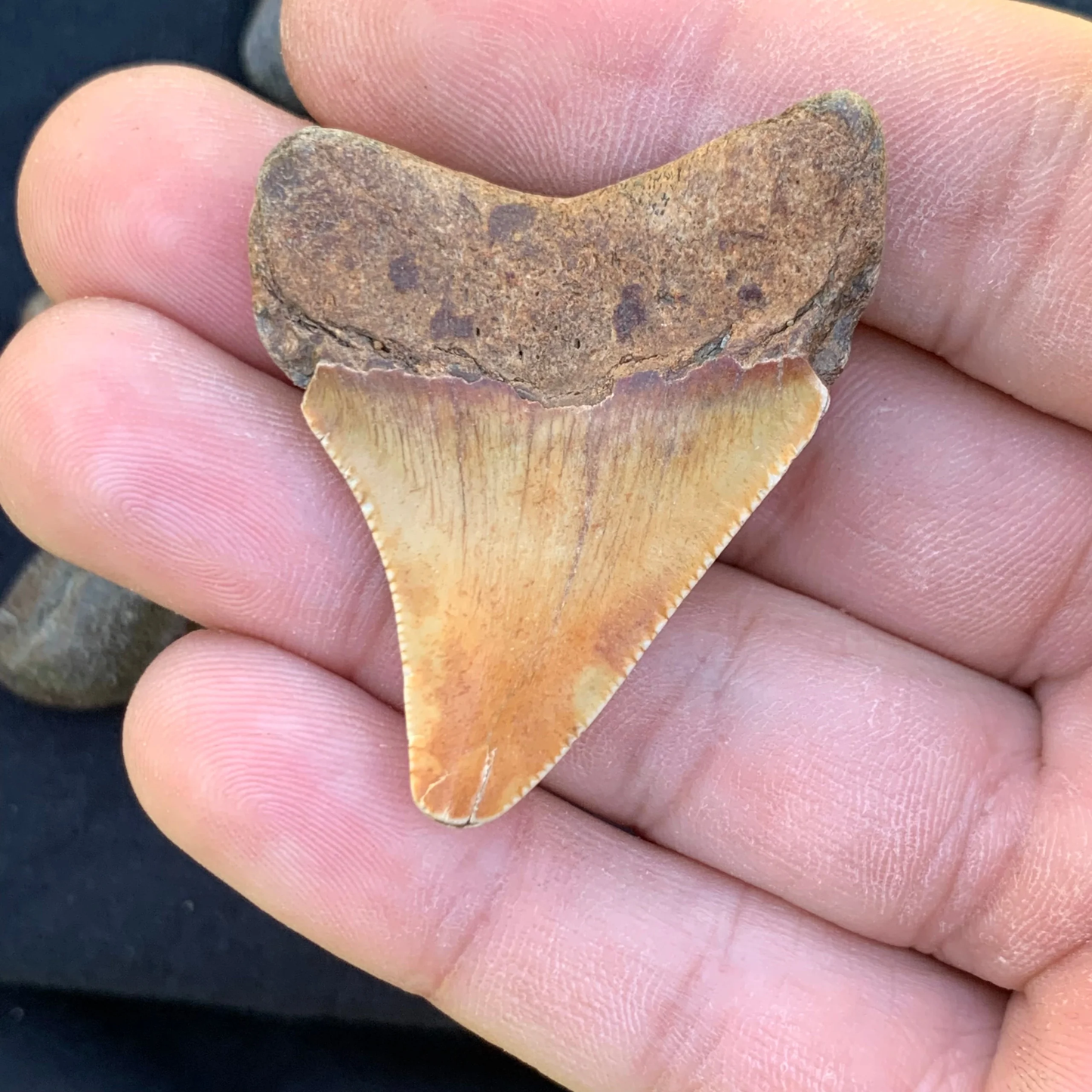 1.86” Otodus Megalodon - Virginia