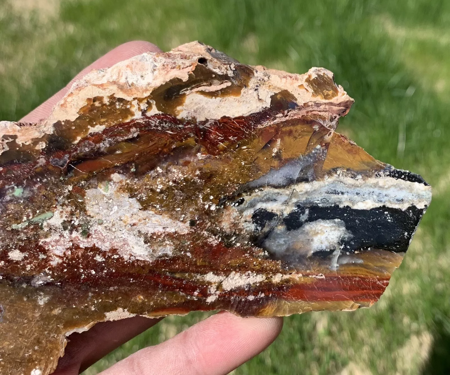 Polished Opalized Petrified Fossil Wood from Indonesia, Slab, Slice