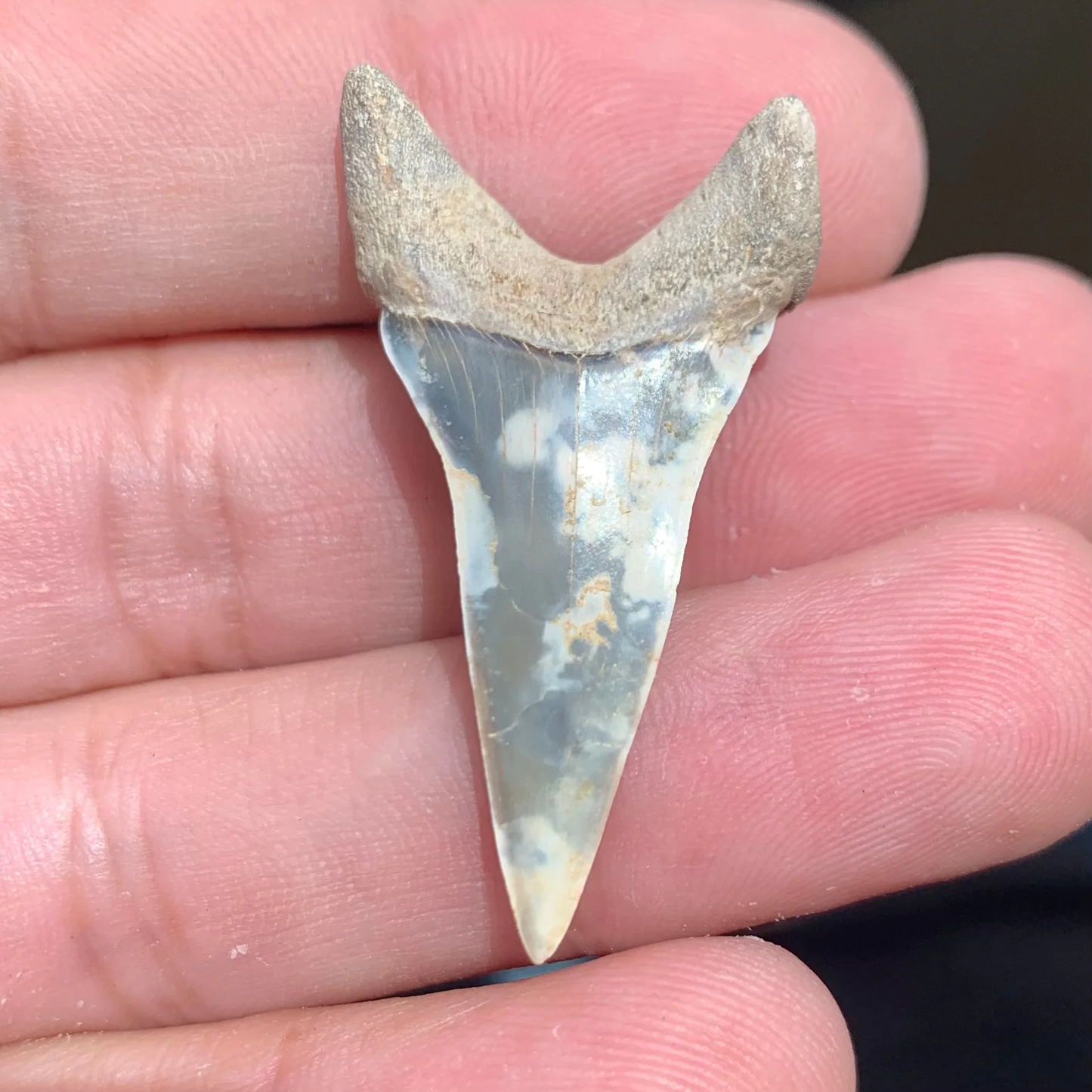 1.59” Carcharodon hastalis - Virginia