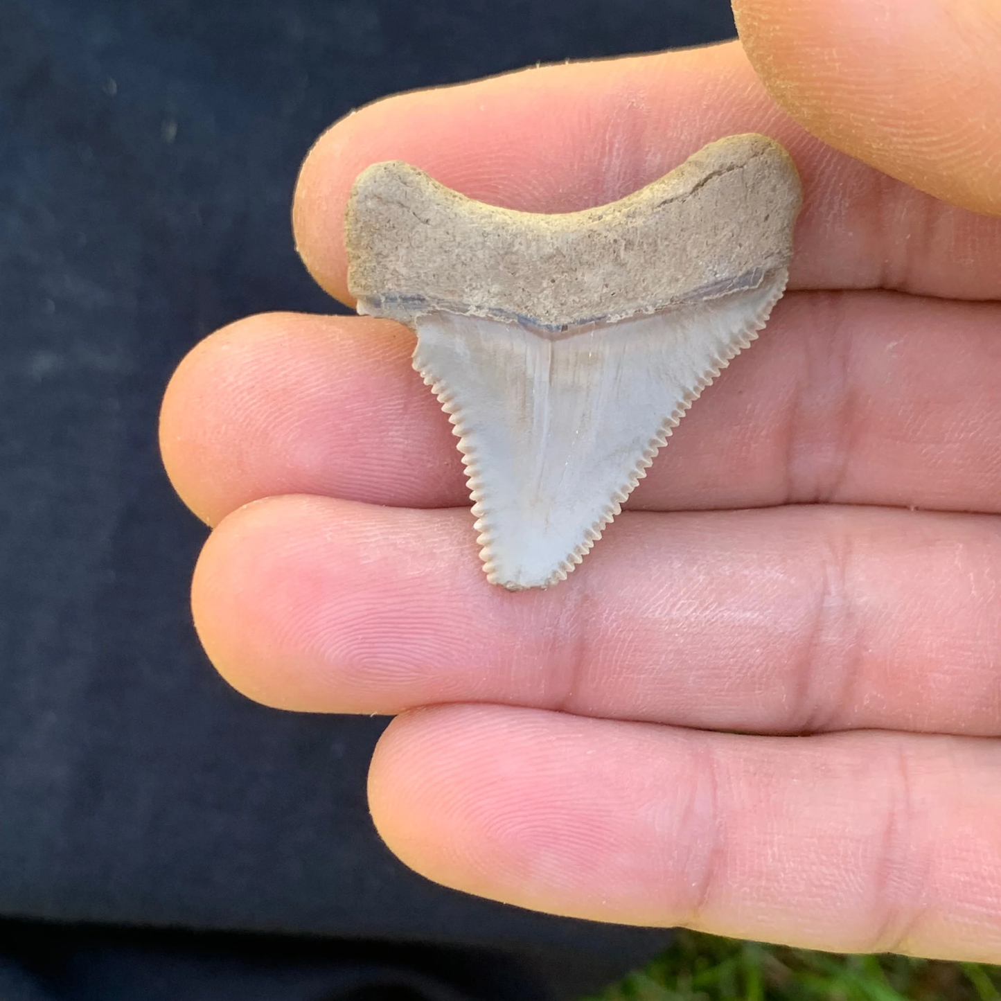 1.48” Otodus Megalodon - Maryland
