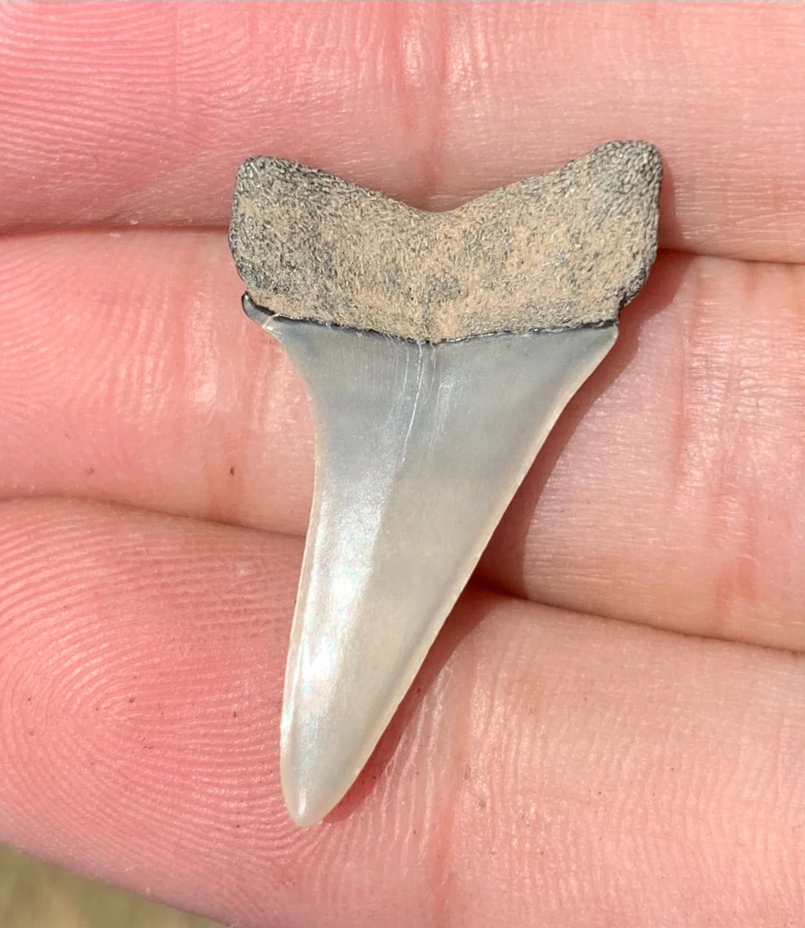 1.24” Carcharodon hastalis - Virginia