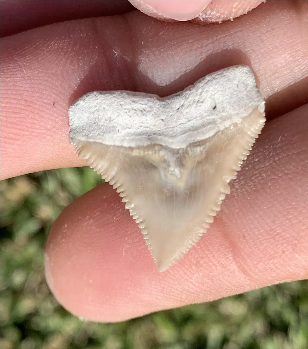 Carcharhinus leucas - Lee Creek Mine