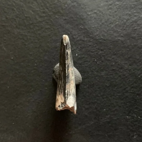 Sharp Serrated Nanotyrannus lancensis Tooth