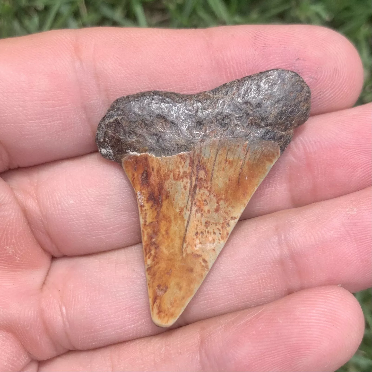 1.79" Carcharodon hastalis - Virginia