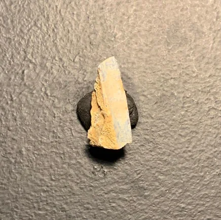 Edmontosaurus Dinosaur Tooth, Hell Creek Formation SD, Hadrosaur, Duck-billed