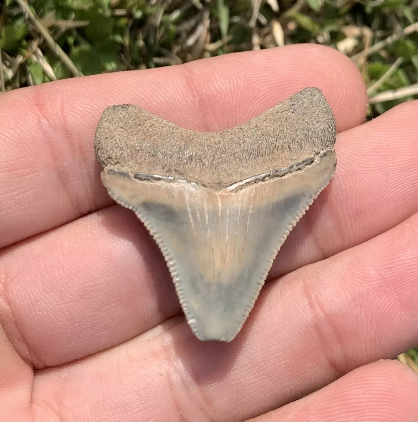 1.5” Otodus Megalodon - Virginia