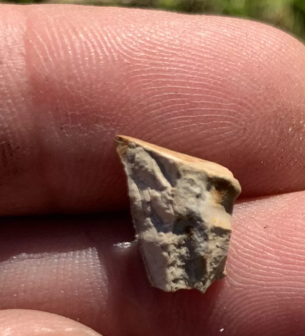 Triceratops Tooth From The Hell Creek Formation Of South Dakota
