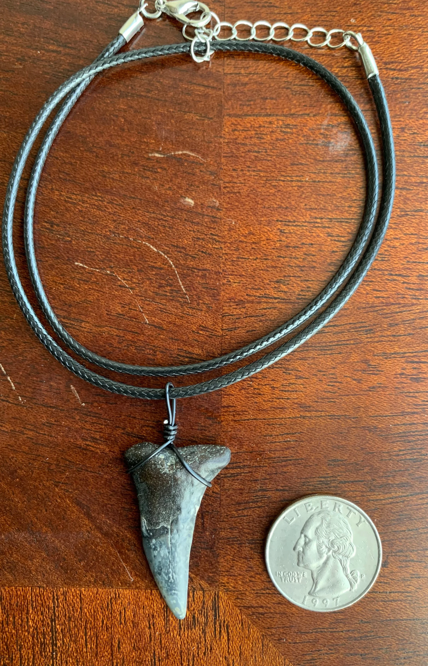 Carcharodon hastalis white shark tooth necklace