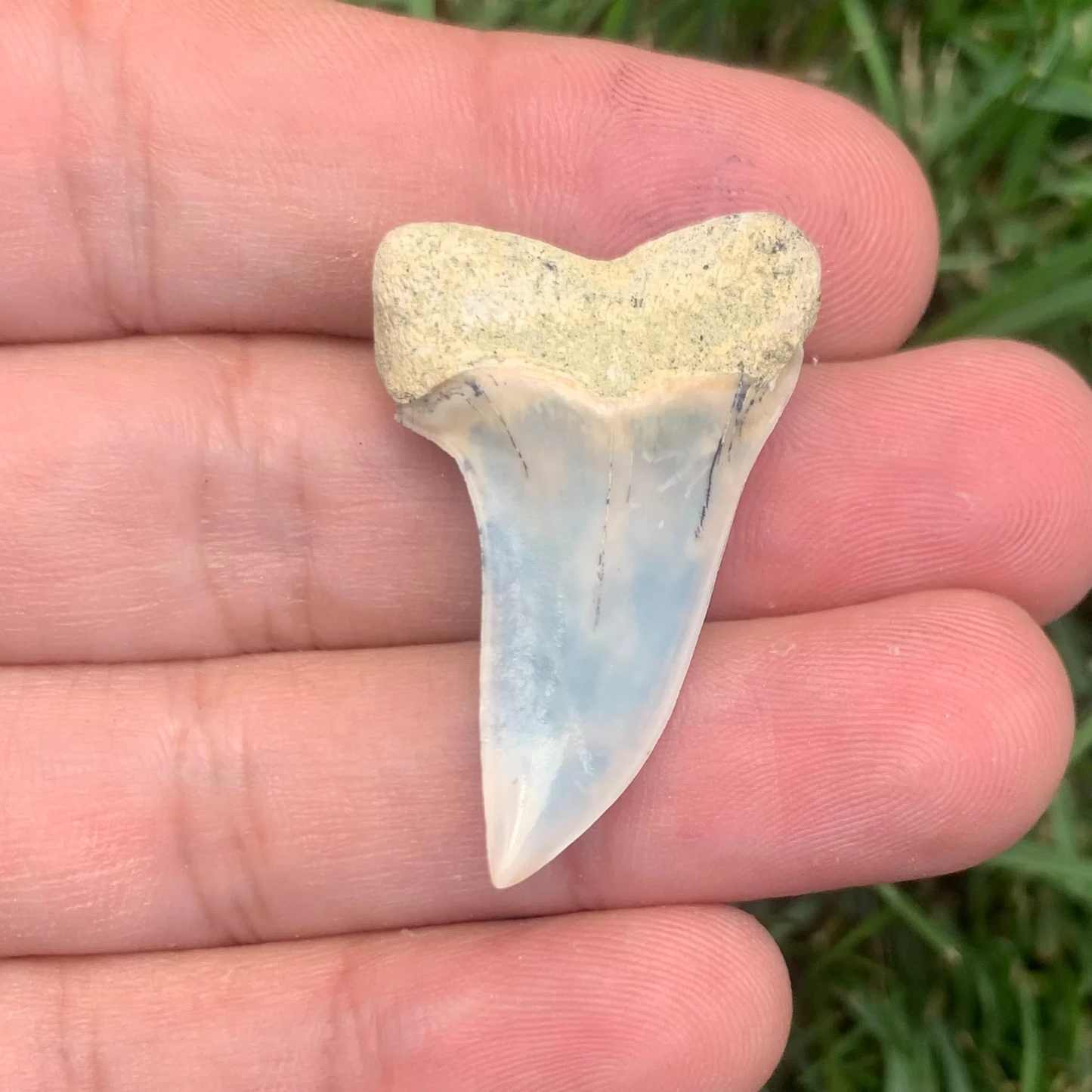 1.47" Carcharodon planus - Bakersfield -