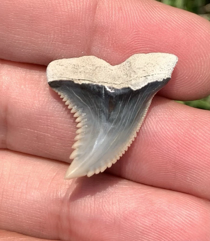 Fossil Hemipristis serra - Lee Creek Mine