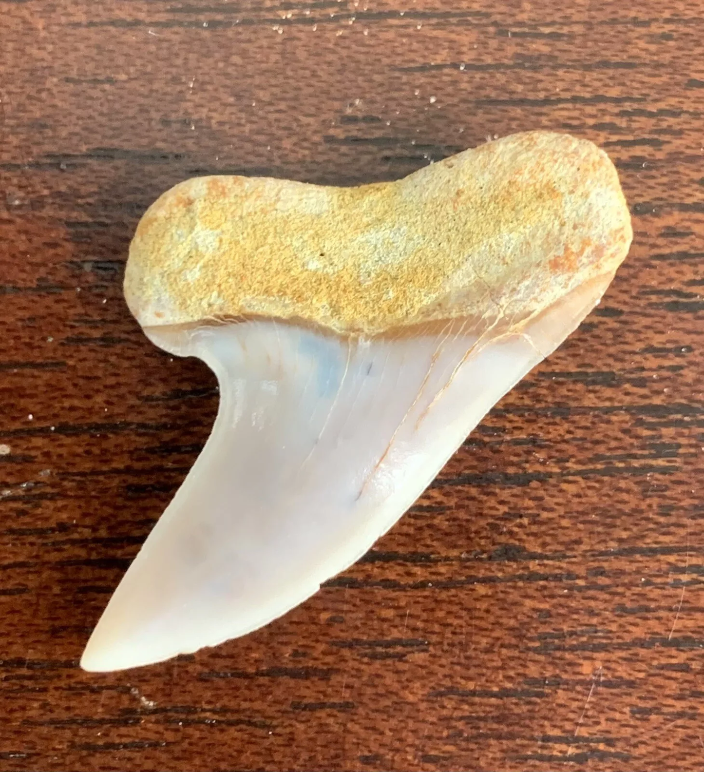 1.32" Carcharodon planus - Bakersfield