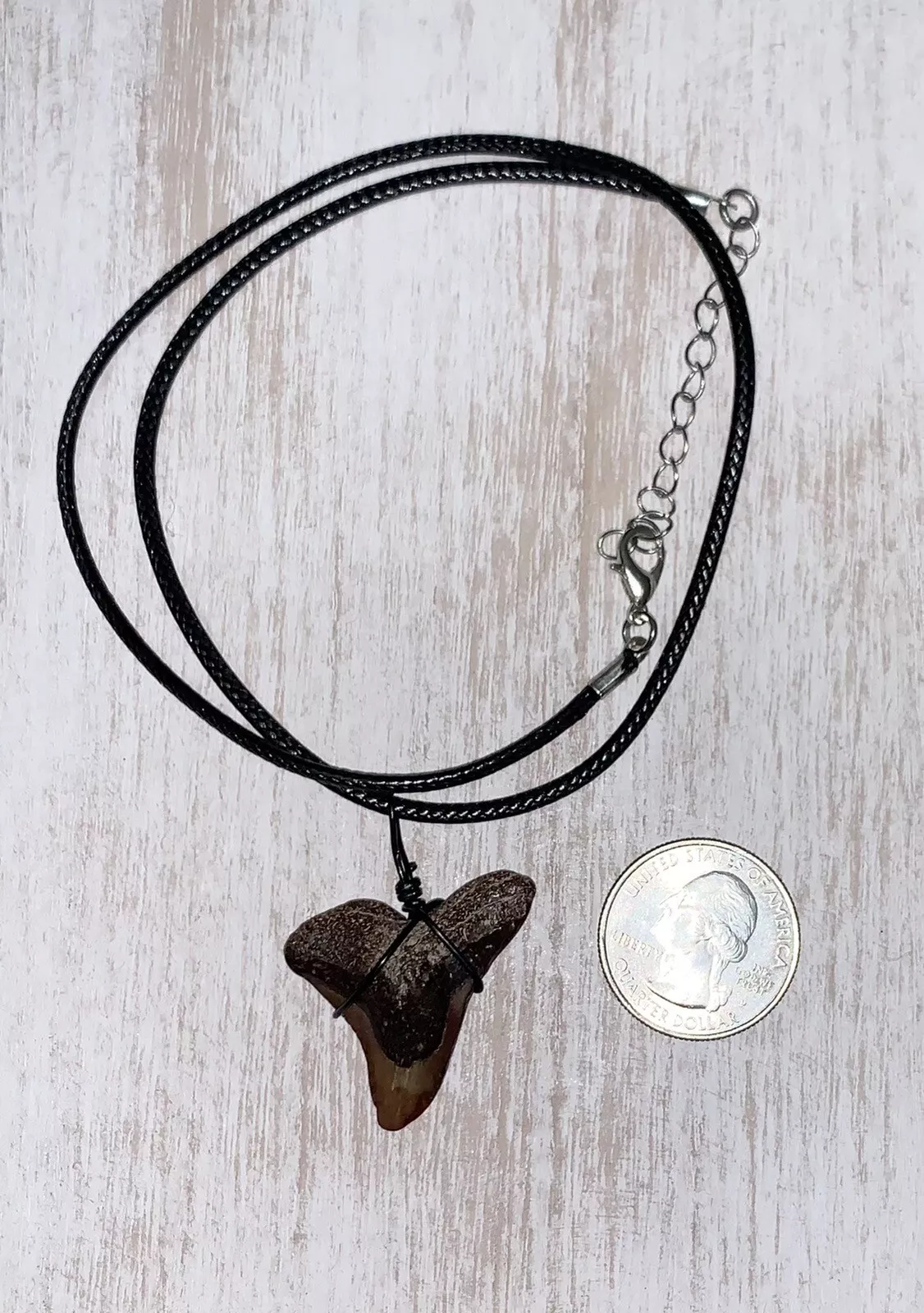 Hemipristis serra shark tooth necklace
