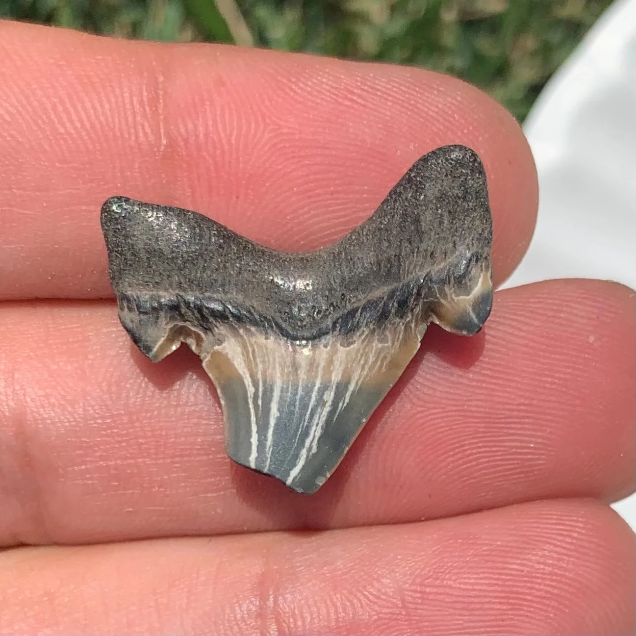 Otodus obliquus - Maryland