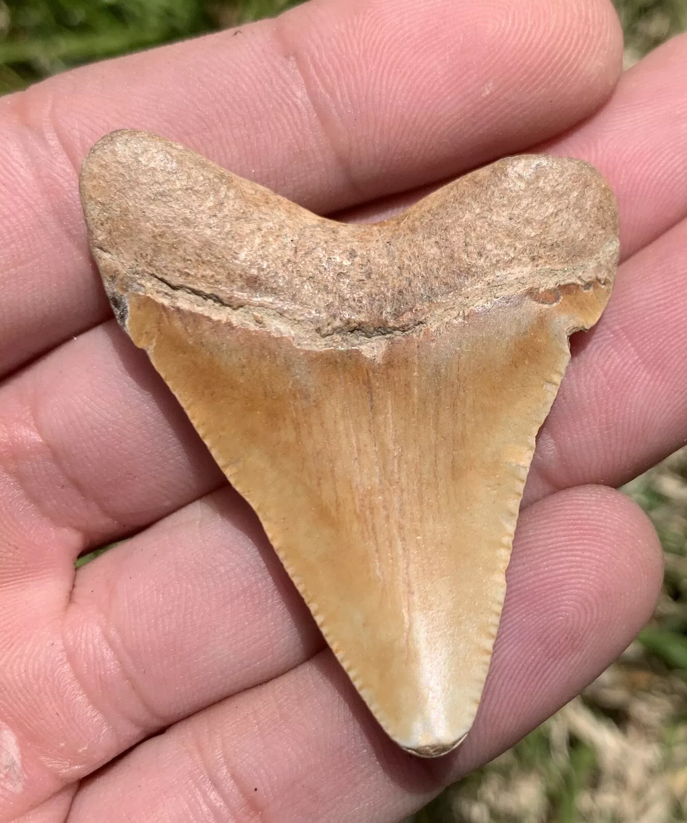2” Otodus Megalodon - Virginia