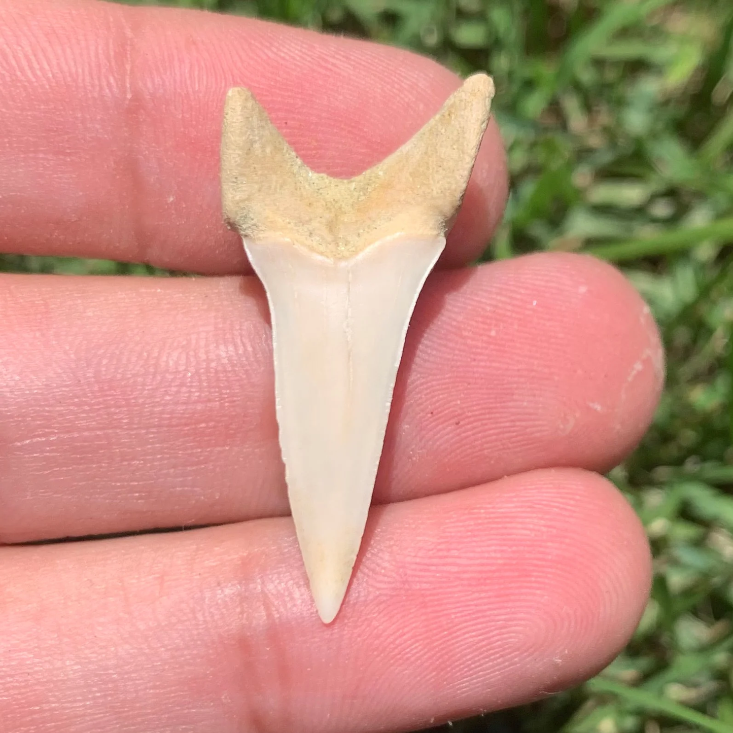 1.4” Carcharodon hastalis - Bakersfield