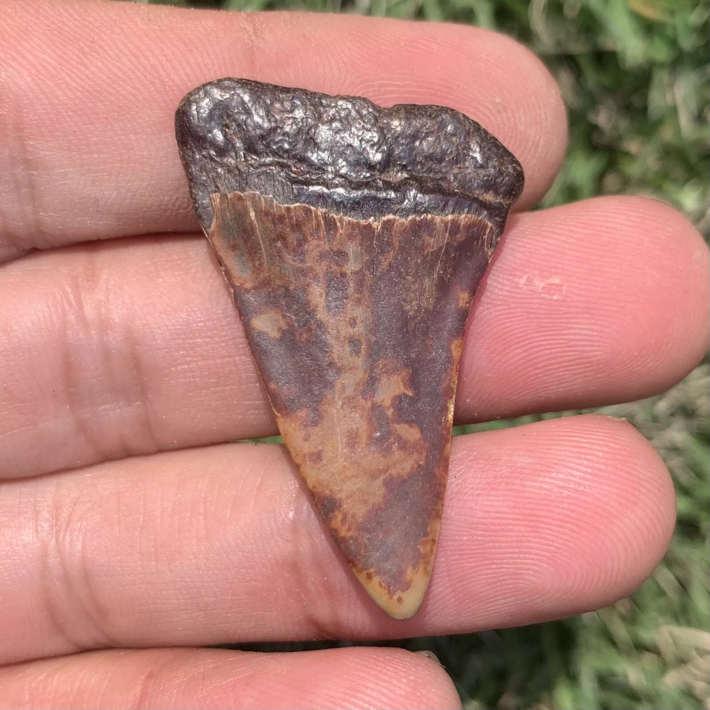 1.63” Carcharodon hastalis - Virginia