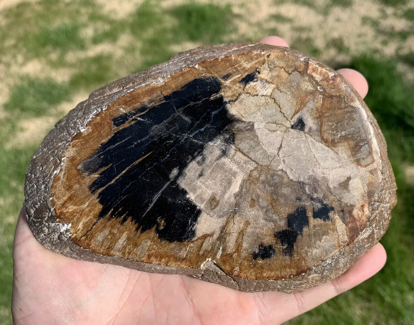 Polished Petrified Fossil Wood from Indonesia, Slab, Slice